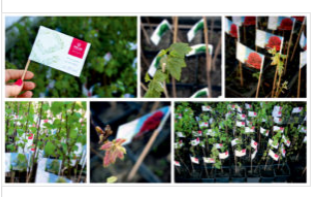 Tysiąc drzew na urodziny REJS